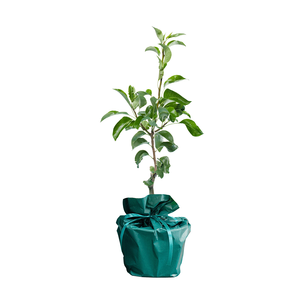 Toffepeer Boompje atoffepeer-peer__2.png