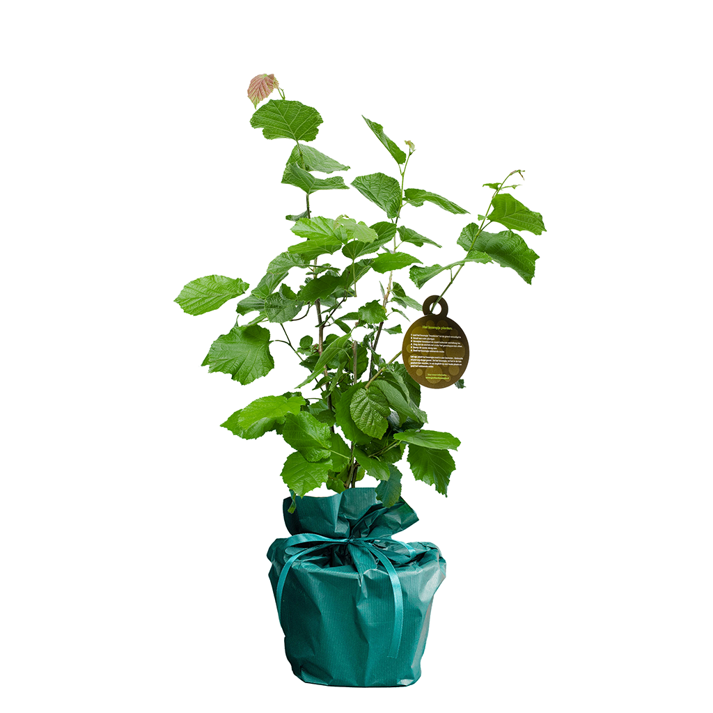 Bedankt boompje bedankt-boompje__5.png