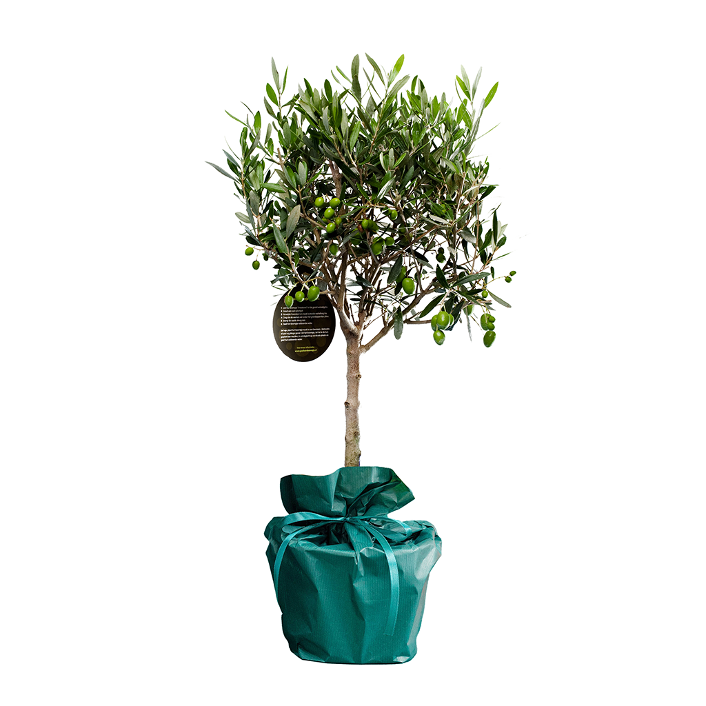 Feestelijk boompje feestelijk-boompje__4.png