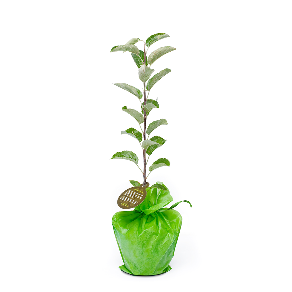 Kerst appel boompje kerstappel-boompje__2.png