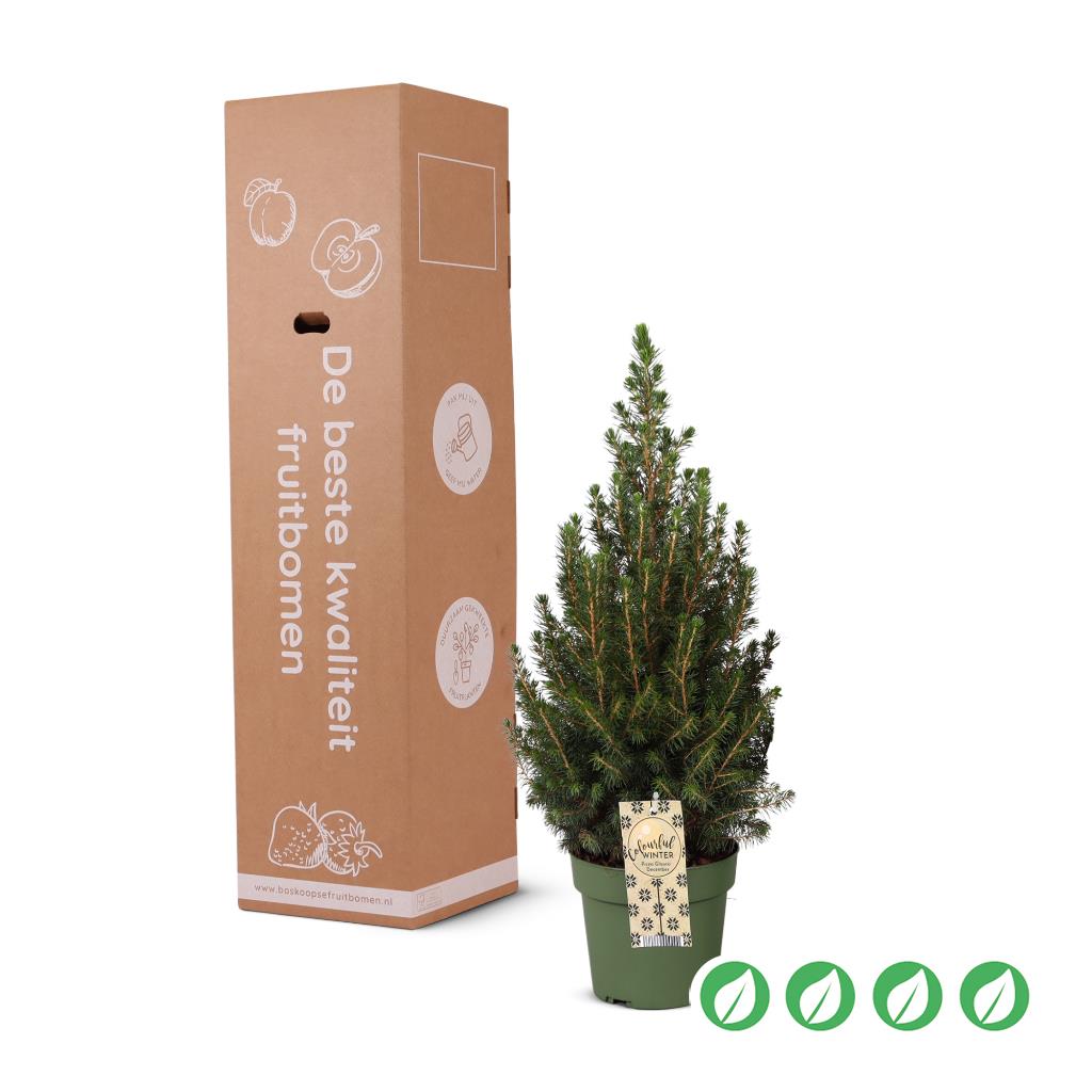 Boskoopse Kerstboom m_bkkerst__1.jpg