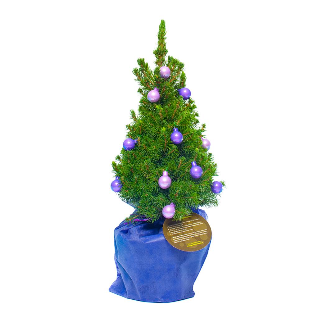 ohdennenboom-kerstboom__2.jpg