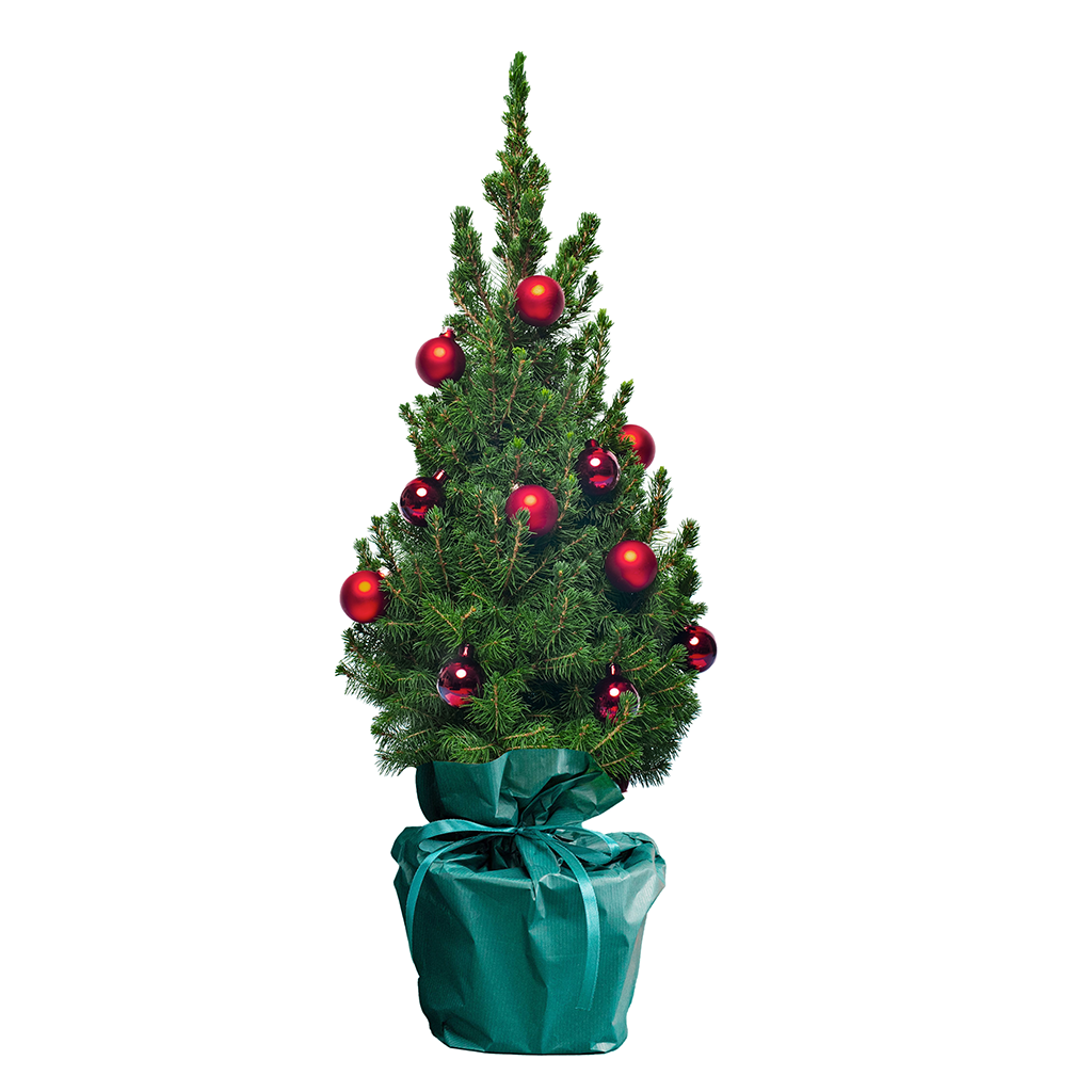 Oh Dennenboom kerstboom ohdennenboom-kerstboom__2.png