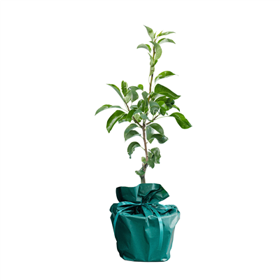 Toffepeer Boompje atoffepeer-peer__2.png