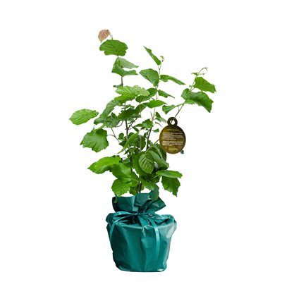 Feestelijk boompje feestelijk-boompje__5.png