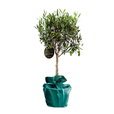 Geboorte boompje geboorte-boompje__3.png