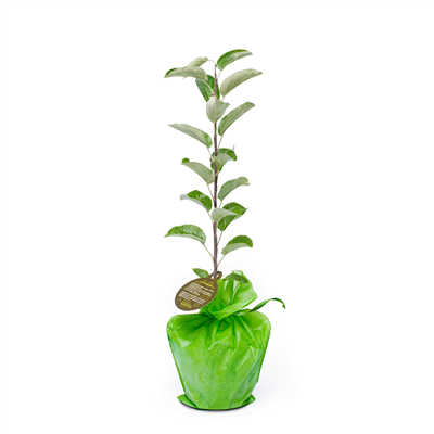 Kerst appel boompje kerstappel-boompje__2.png