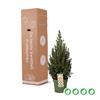Boskoopse Kerstboom m_bkkerst__1.jpg