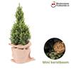 Boskoopse Kerstboom m_bkkerst__3.jpg