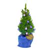 ohdennenboom-kerstboom__2.jpg